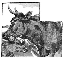 Ko og kalv, c1900