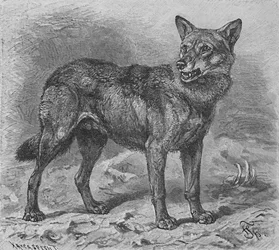 Ulven, c1900