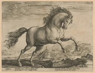 vild hest Eqvvs liber et incompǒsitvs (titel på objekt) Hesteracer fra de kongelige stalde i Don Juan af Østrig (serietitel)