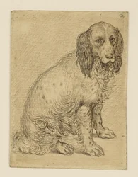 Siddende Drentsche patrijshund