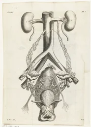 Anatomisk billede af de kvindelige kønsorganer og nyrer Bogillustration for: Reinier de Graaf, Alle værker, Amsterdam, 1686
