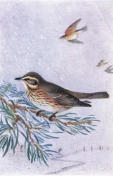Redwing, Postkort,1930