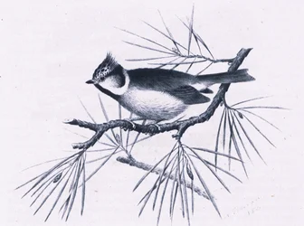 Scottish Crested Tits, Nature in Britain udgivet af Collins, 1946
