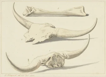 Fossile knogler af en urokse, fundet under oversvømmelsen, 1809