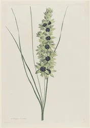 Afrikaanse iris (Ixia maculata verdi)