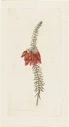 Blomster (Erica Mammosa)