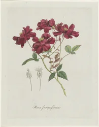 Kinesisk roos (Rosa chinensis Jacq.) Rosa semperflorens (titel på objekt)