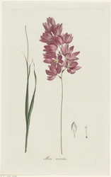 Ixia patens Bedstefar Ixia aristata (titel på objekt)