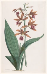 Moerasorchidee Limodorum Tankervilliae (titel på objekt)