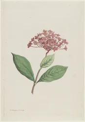 Påfuglekirsebær (Ixora coccinea)