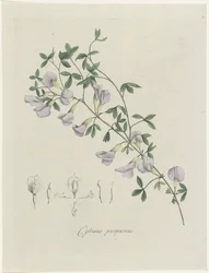En lilla brasen Lilla Cytisus (titel på objekt)