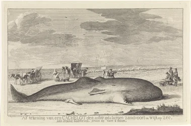 opvasket kaskelothval Afmelding af et cacheparti den 20. februar 1762 mellem Zandvoort og Wyk op Zee, kørt på en strand, stor 61 fod 6 duum. (titel på objekt)