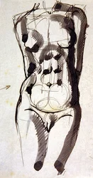 Kvinde Torso