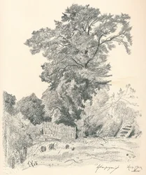 Studie af træer, c1839-1898, 1898