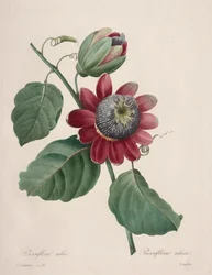 Valg af de smukkeste blomster...smukkeste frugter: Passiflore ailee, 1827.