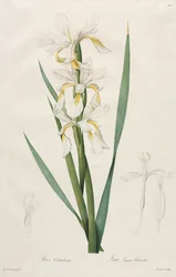 Guldbåndet iris, 1812.