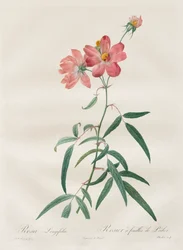 Roserne: Rosa Longifolia, 1817-1824.