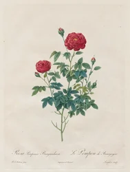 Pink Pompom, 1817-1824.
