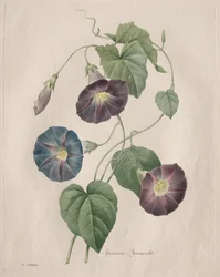 Stjerne-herlighed Morgen-herlighed, 1827.