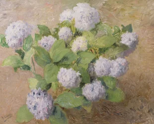 Blå hortensia
