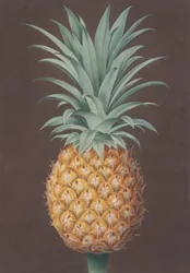 Den glatbladede grønne antiguafyr, 1807.