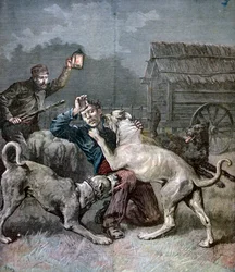 En kriminel angrebet af tre store hunde, 1891