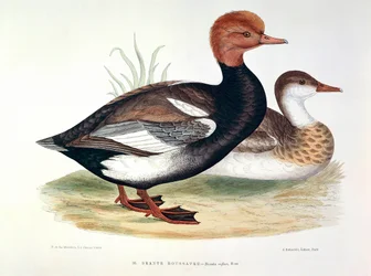 Repræsentation af en Redhead Duck Plate af H. Blanchere