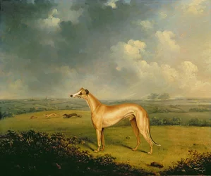 Pastor Henry Bate Dudleys Greyhound 