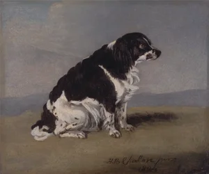 Hertuginden af Yorks spaniel