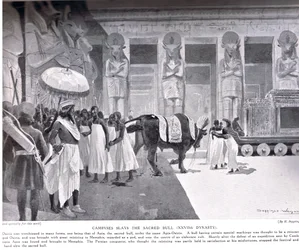 Cambyses dræber den hellige tyr, illustration fra 