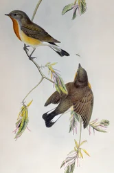 Rødbrynet fluesnapper (Ficedula parva), fra Birds of Great Britain