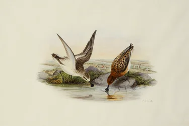 Skestork