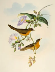 Tawny-bellied Babbler (Dumetia hyperythra), litografi fra Birds of Asia