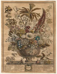 Tolv måneders blomster: december 1730.