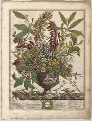 Tolv måneders blomster: januar