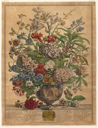 Tolv måneders blomster: juli 1730.