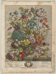 Tolv måneders blomster: maj 1730.