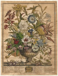 Tolv måneders blomster: september 1730.