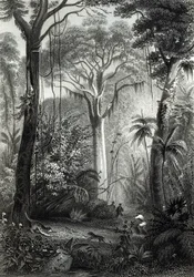 Scene i en brasiliansk skov indgraveret af J.Bishop