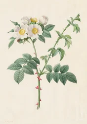 Brier Bush Rose eller Hunderose (Rosa Leucantha)