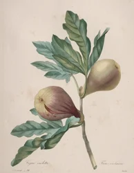 Valg af de smukkeste blomster...smukkeste frugter: Violet Fig