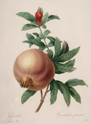 Valg af de smukkeste blomster...smukkeste frugter: Granatæble