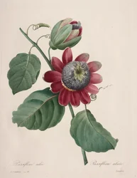 Valg af de smukkeste blomster...smukkeste frugter: Passiflore ailee