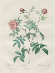 Les Roses: Kanel pink