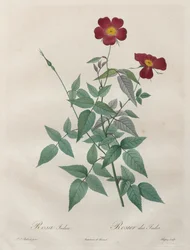 Roserne: Rosa indica