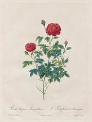 Pompom Pink