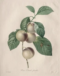 Reine Claude Plum