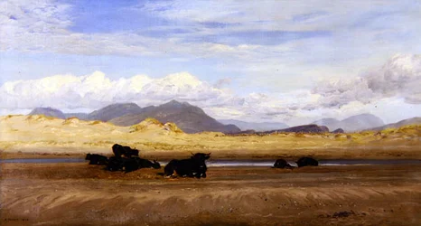 Kyst i det nordlige Wales, kvæg, der soler sig på stranden