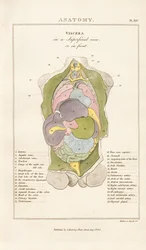 Menneskekroppens indre organer - set forfra