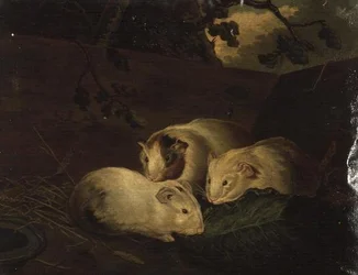 Primitivt studie af marsvin
